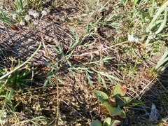 Lomatium piperi