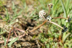 Lomatium piperi