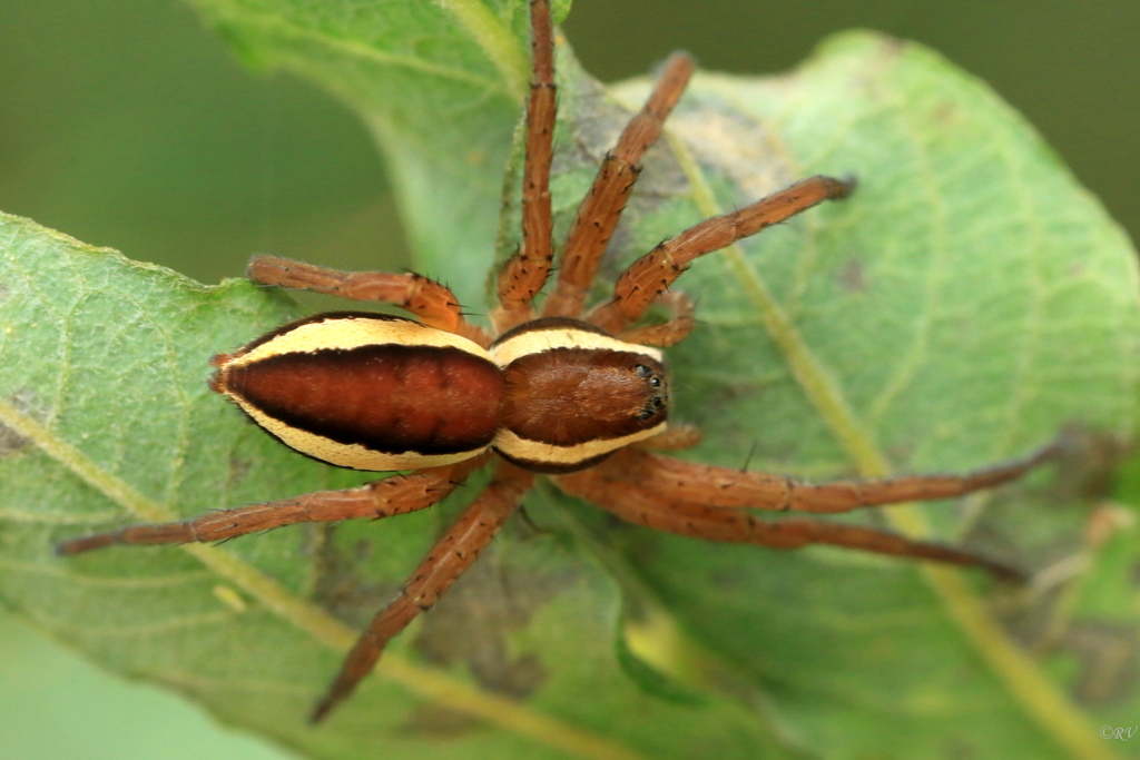 Raft Spider, photo 1 of 10