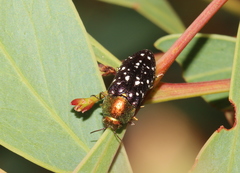 Diphucrania leucosticta