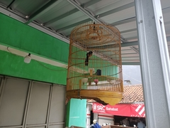 Copsychus malabaricus