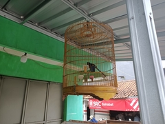 Copsychus malabaricus