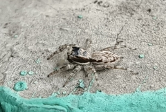 Menemerus bivittatus