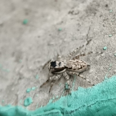 Menemerus bivittatus