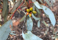 Eucalyptus cyanophylla