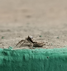 Menemerus bivittatus