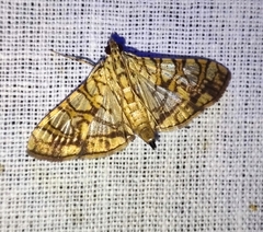 Glyphodes caesalis
