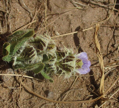 Blepharis transvaalensis