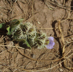 Blepharis transvaalensis