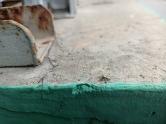 Menemerus bivittatus