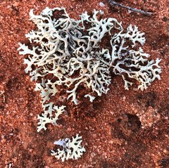 Xanthoparmelia semiviridis