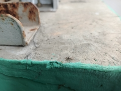 Menemerus bivittatus