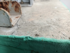 Menemerus bivittatus