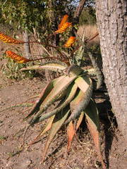 Aloe marlothii marlothii