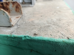 Menemerus bivittatus