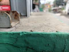 Menemerus bivittatus