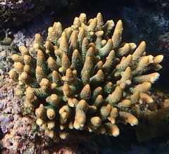 Acropora spathulata