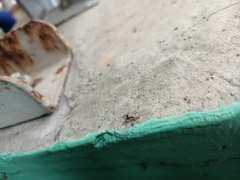 Menemerus bivittatus