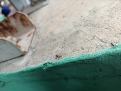 Menemerus bivittatus