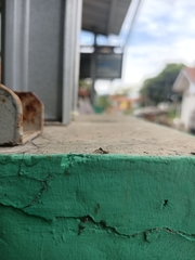 Menemerus bivittatus