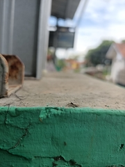 Menemerus bivittatus