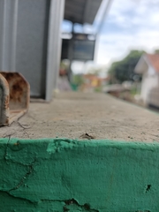 Menemerus bivittatus