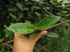 Ageratina tinifolia