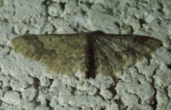 Idaea furciferata