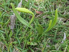 Ophioglossum thermale
