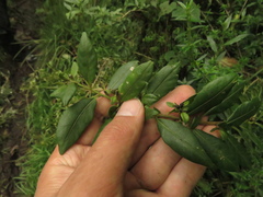 Cestrum buxifolium