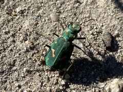 Cicindela ohlone