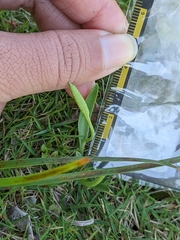 Ophioglossum thermale