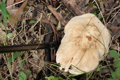 Chlorophyllum nothorhacodes