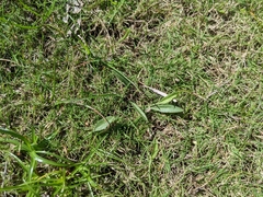 Ophioglossum thermale