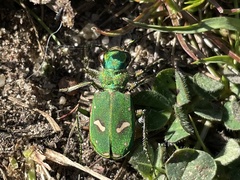 Cicindela ohlone