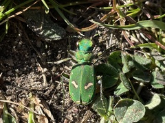 Cicindela ohlone