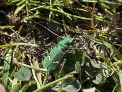 Cicindela ohlone
