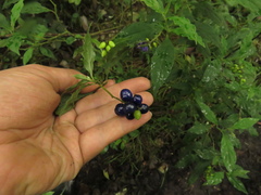 Monnina tenuifolia