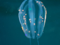 Hyperiidae