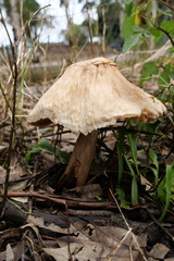 Chlorophyllum nothorhacodes