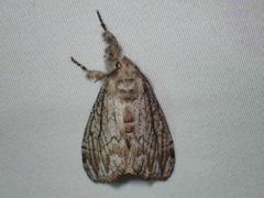 Dasychira atrivenosa