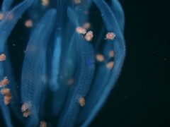 Hyperiidae