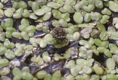 Ochterus