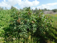 Ricinus communis