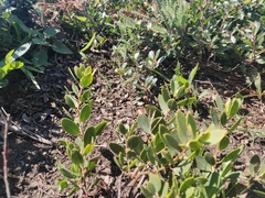 Arctostaphylos franciscana