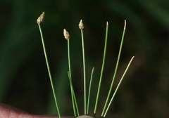 Eleocharis parvula