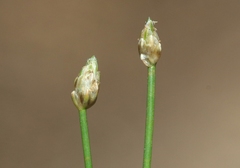 Eleocharis parvula