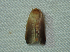 Tortricidia testacea
