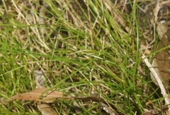Eleocharis parvula