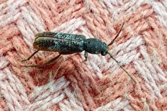 Phacodes